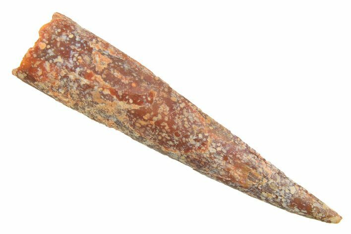 Fossil Pterosaur (Siroccopteryx) Tooth - Morocco #297833